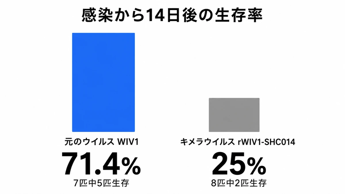 hACE2マウスの生存率比較｜元のウイルスWIV1は71.4%、キメラ株rWIV1-SHC014は25%