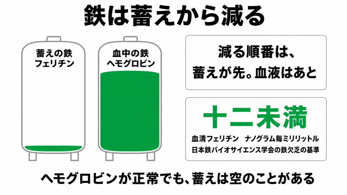 体内の鉄を貯蔵鉄と血中の鉄に分け、蓄えから先に減るためヘモグロビンが正常でもフェリチンが低くなる仕組みを示した図｜隠れ鉄欠乏
