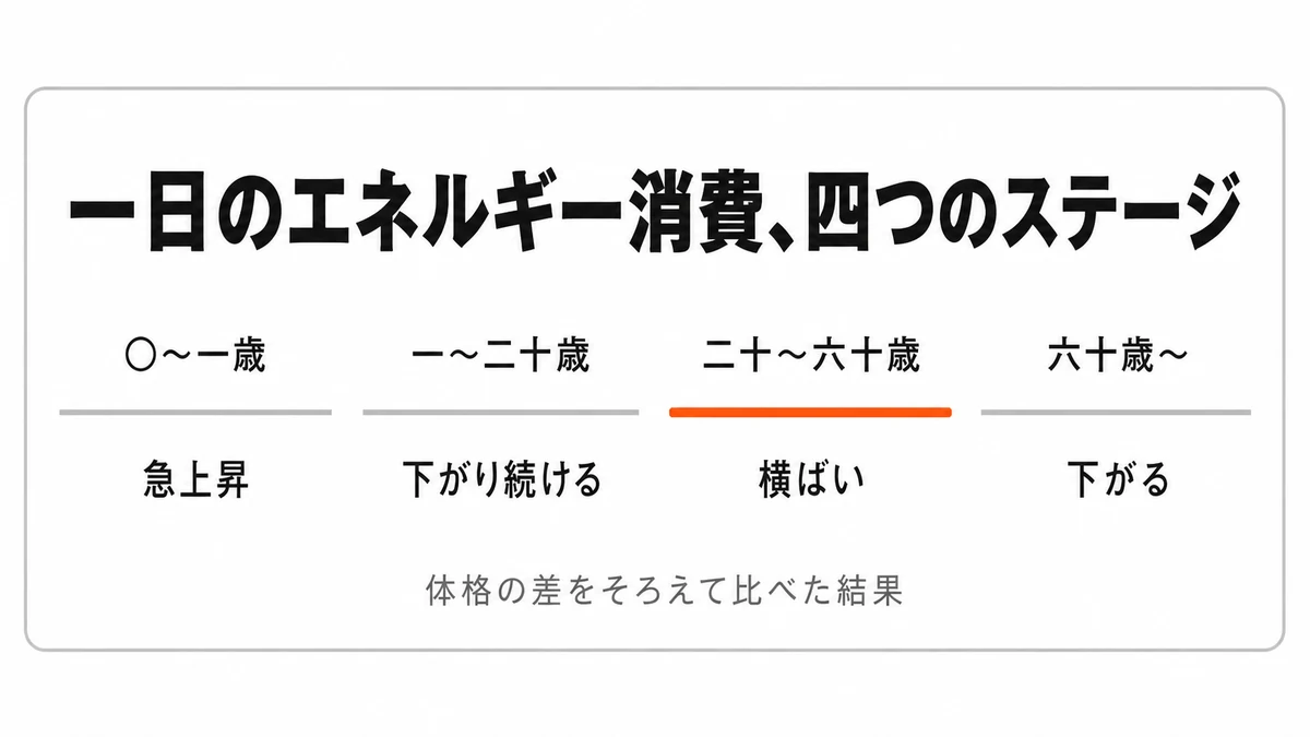 体格差で調整した一日のエネルギー消費が乳児期・成長期・成人期・高齢期の四つに分かれ、成人期の20歳から60歳までは横ばいであることを示した図｜代謝 30代 落ちる