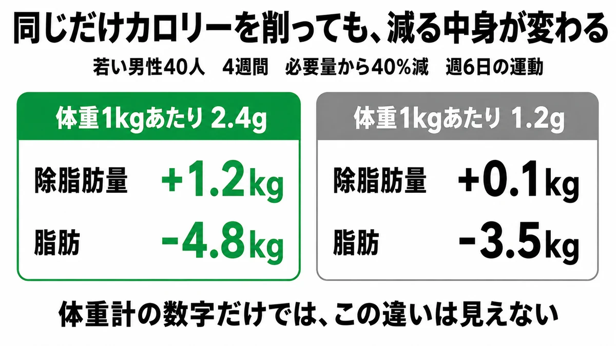 同じカロリー制限でもたんぱく質2.4g群は除脂肪+1.2kg脂肪-4.8kg、1.2g群は+0.1kg・-3.5kgだったことを示す比較図｜ダイエット たんぱく質 筋肉 減量